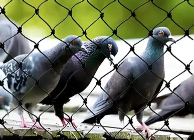Pigeon Safety Nets by NR Safety Solutions